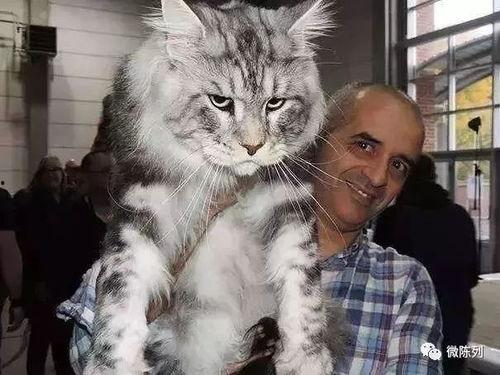 大型猫咪吃瓜视频播放,萌态百出，笑料连连！