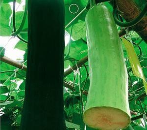 不用刀怎么吃瓜,无需刀切，尽享夏日清凉