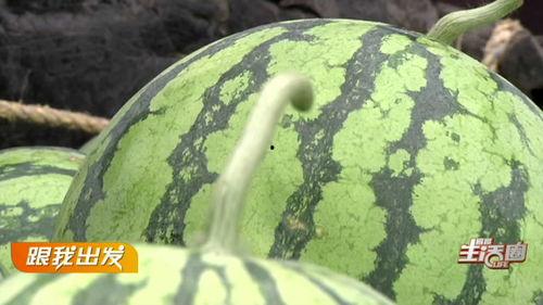 宜昌学校吃瓜,揭秘校园里的那些事儿