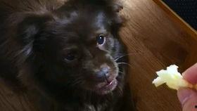 狗子吃瓜原声,趣味横生的宠物日常