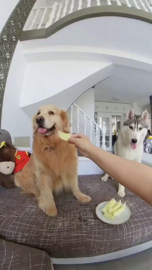 狗子吃瓜原声,趣味横生的宠物日常
