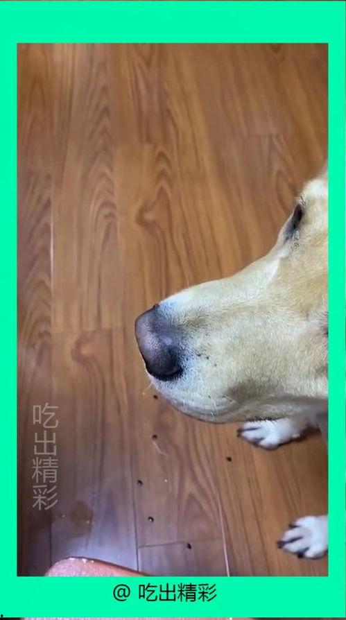 狗子吃瓜原声,趣味横生的宠物日常