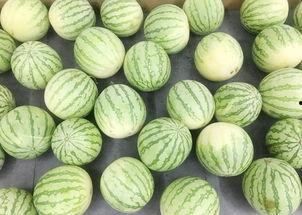 晓静吃瓜群众,吃瓜群众的视角，揭秘娱乐圈风云