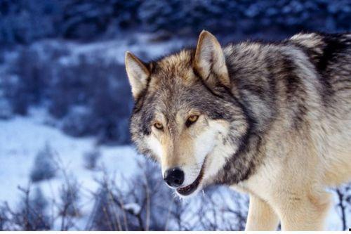 吃瓜狼yico,网络红人的崛起与影响力