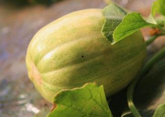 田瓜干怎么吃,解锁美味新境界