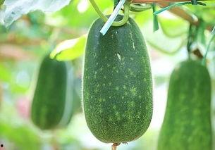 吃瓜五组,一场舌尖上的美食盛宴