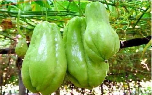 吃佛手瓜致癌,真相与误区解析