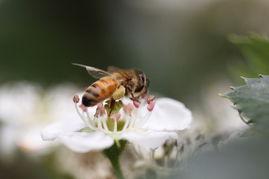 采花小盗吃瓜,揭秘花丛中的甜蜜诱惑