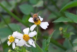 采花小盗吃瓜,揭秘花丛中的甜蜜诱惑