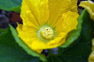 采花小盗吃瓜,揭秘花丛中的甜蜜诱惑