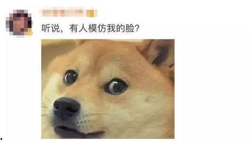 旺柴表情跟吃瓜,揭秘网络社交新潮流