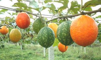 吊瓜干啥吃最好,解锁吊瓜最佳食用方式
