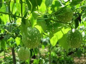吊瓜干啥吃最好,解锁吊瓜最佳食用方式