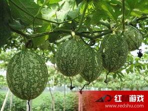 吊瓜干啥吃最好,解锁吊瓜最佳食用方式