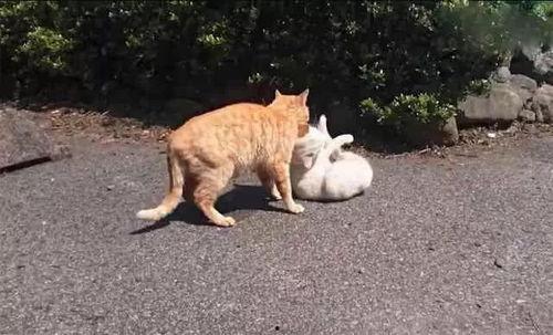 白猫吵架橘猫吃瓜,一场猫界风云录