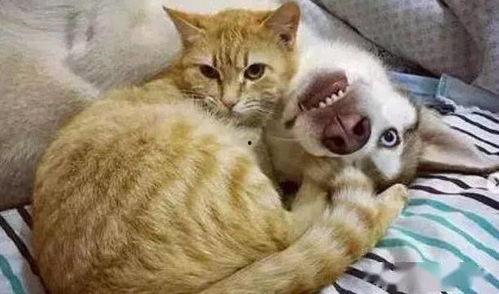 白猫吵架橘猫吃瓜,一场猫界风云录