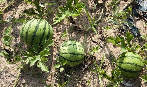 梦中偷瓜吃瓜什么预兆呢,揭秘梦境中的神秘预兆