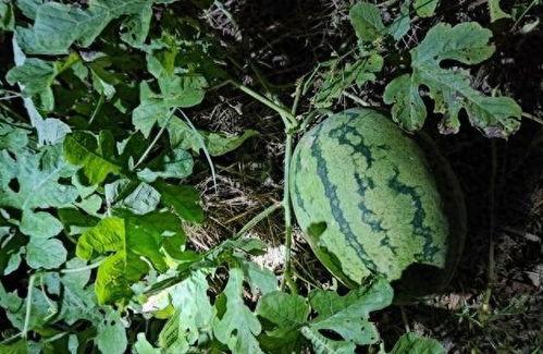 梦中偷瓜吃瓜什么预兆呢,揭秘梦境中的神秘预兆