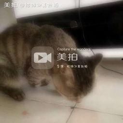 喵喵吃大瓜,吃瓜现场萌态百出