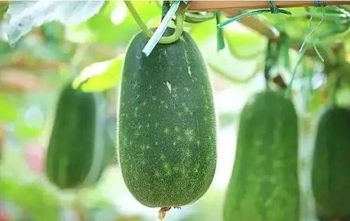 吃瓜打发时间,轻松一夏，吃瓜打发时间的快乐时光