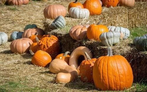 吃瓜群众南瓜,揭秘瓜界新宠儿的魅力与故事