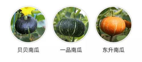 吃瓜群众南瓜,揭秘瓜界新宠儿的魅力与故事