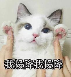 猫猫吃瓜表情啥意思,萌态背后的小秘密