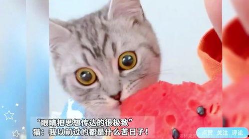 猫猫吃瓜表情啥意思,萌态背后的小秘密