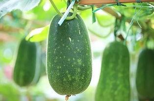 三旺吃瓜,揭秘娱乐圈背后的那些事儿