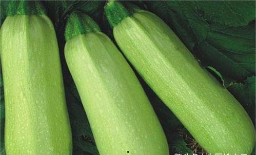 每天吃角瓜,健康生活从一口角瓜开始