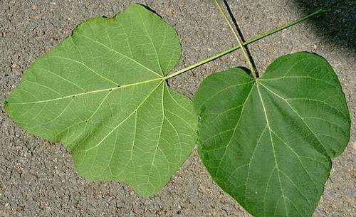 紫瓜叶怎么吃,探索健康美味的绿色新宠