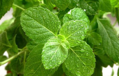 紫瓜叶怎么吃,探索健康美味的绿色新宠