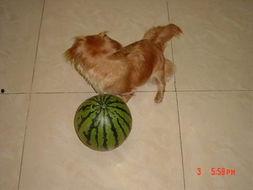 可爱狗狗吃瓜趣事,狗狗吃瓜趣事大盘点