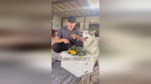 可爱狗狗吃瓜趣事,狗狗吃瓜趣事大盘点