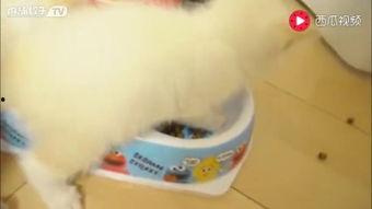 可爱狗狗吃瓜趣事,狗狗吃瓜趣事大盘点