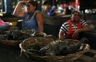 尼加拉瓜吃蜥蜴,蜥蜴美食文化探秘