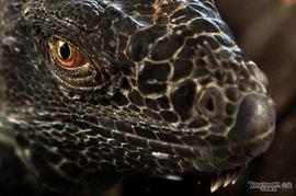 尼加拉瓜吃蜥蜴,蜥蜴美食文化探秘