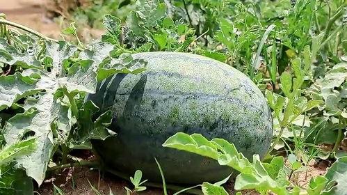 初梦吃瓜,揭秘娱乐圈那些不为人知的幕后故事