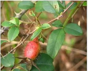 吃瓜盟主李子七,揭秘娱乐圈背后的那些事儿