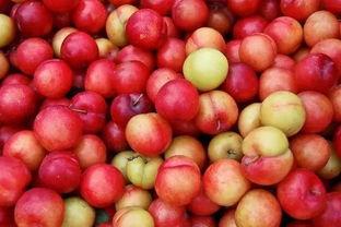 吃瓜盟主李子七,揭秘娱乐圈背后的那些事儿