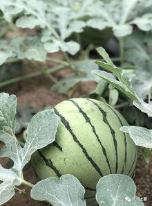 内蒙吃瓜网红,揭秘草原上的“瓜界达人”