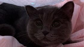 幸福的吃瓜小猫,吃瓜小猫的幸福生活揭秘