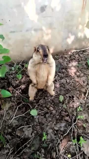 吃瓜群猫舍,揭秘吃瓜群猫舍的欢乐生活