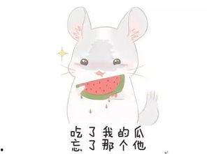 吃瓜群猫舍,揭秘吃瓜群猫舍的欢乐生活