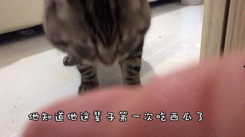 吃瓜群猫舍,揭秘吃瓜群猫舍的欢乐生活