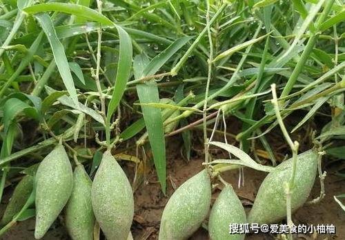 山里吃瓜,探寻乡村田园的甜蜜记忆