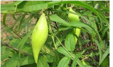 山里吃瓜,探寻乡村田园的甜蜜记忆