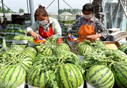 秧田吃瓜怎么拍视频,趣味农事短视频制作攻略