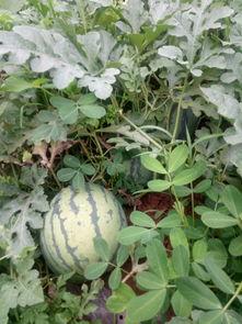 吃瓜手机圈,揭秘行业风云与热点事件